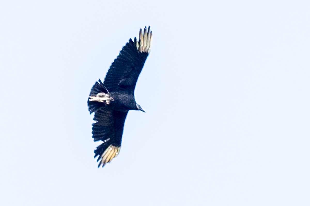 Black Vulture - ML616998659
