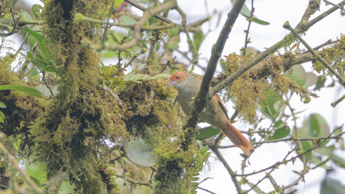 Red-faced Spinetail - ML616998695