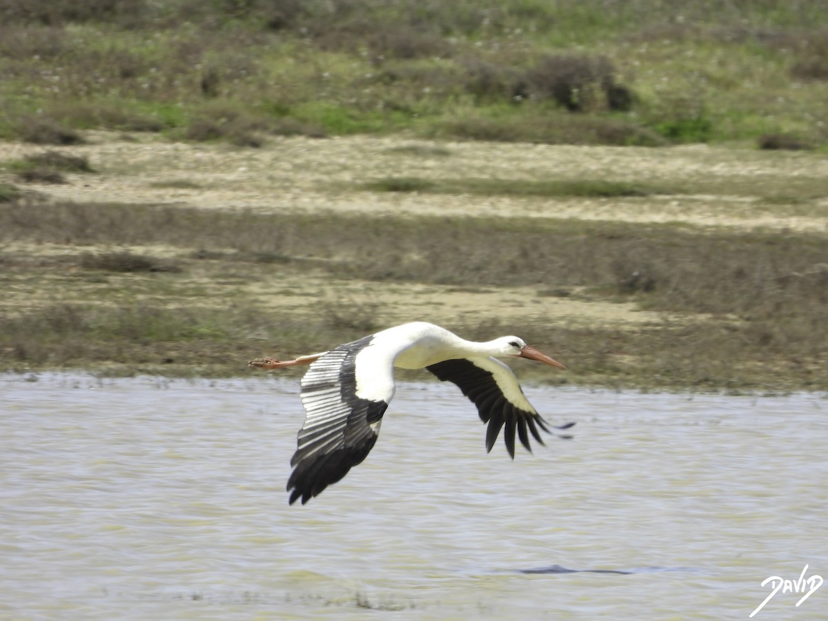 White Stork - ML616998696
