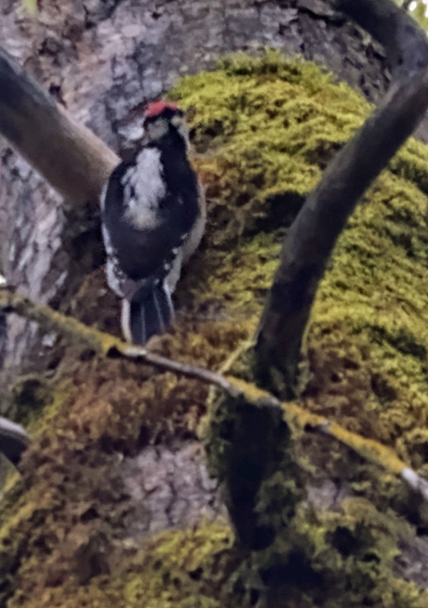 Hairy Woodpecker (Pacific) - ML616998705