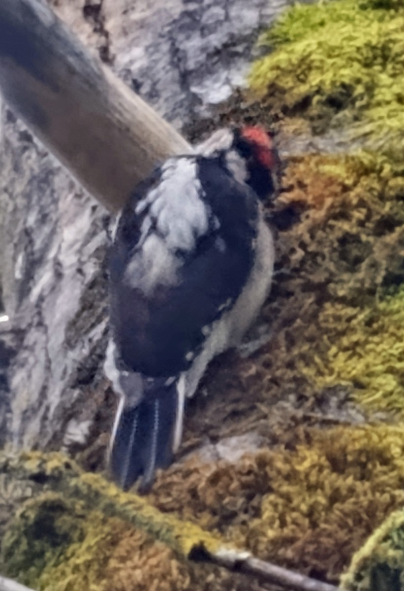 Hairy Woodpecker (Pacific) - ML616998706