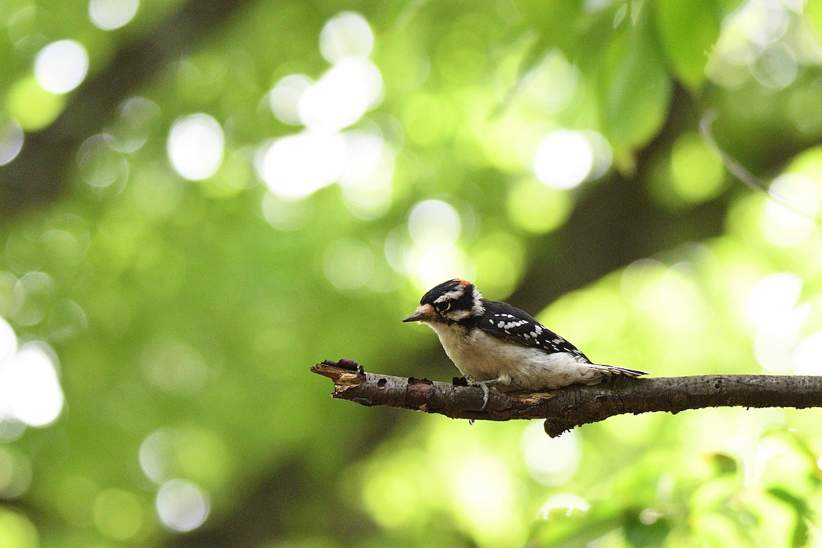 Downy Woodpecker - terence zahner
