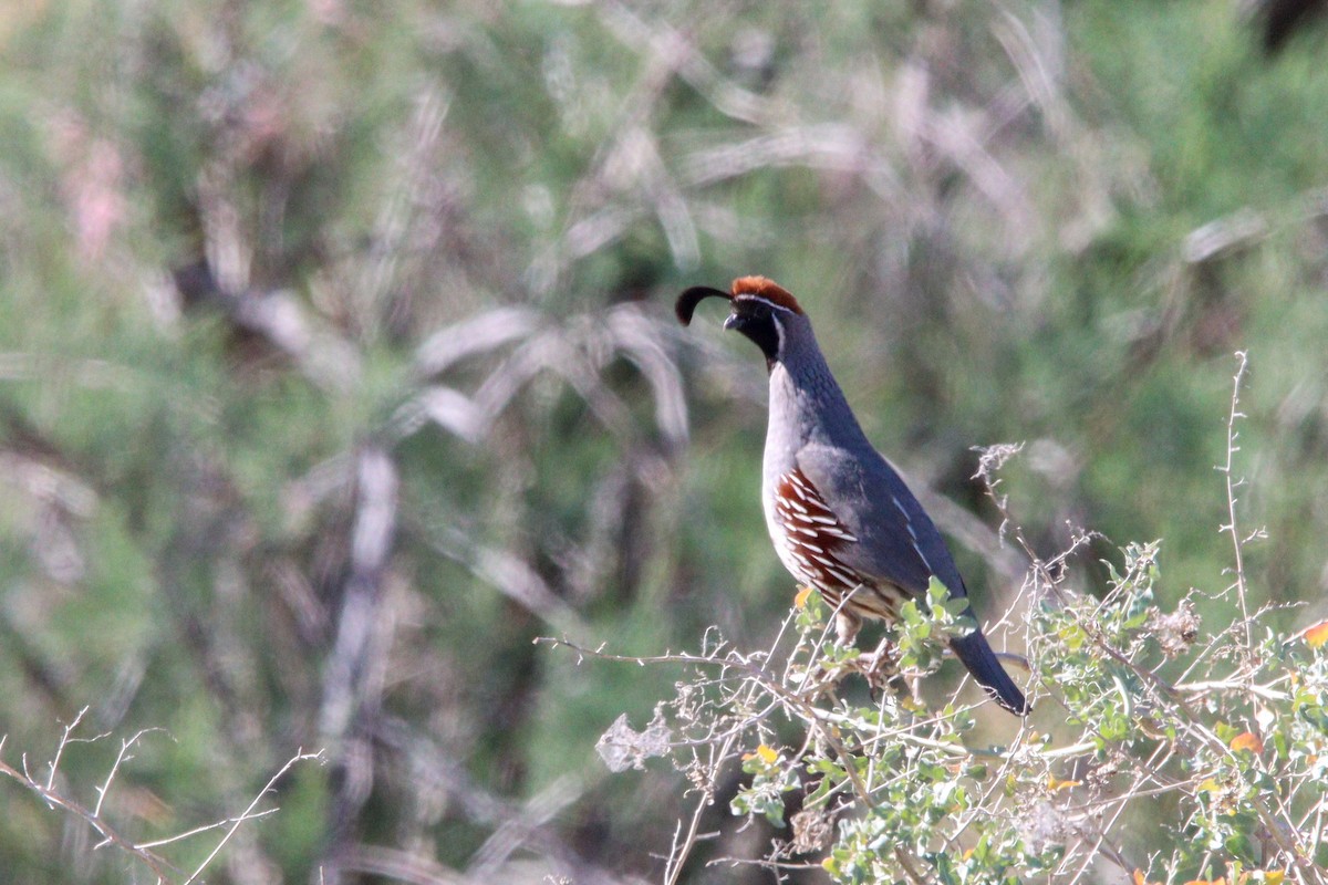 Gambel's Quail - Russell Campbell