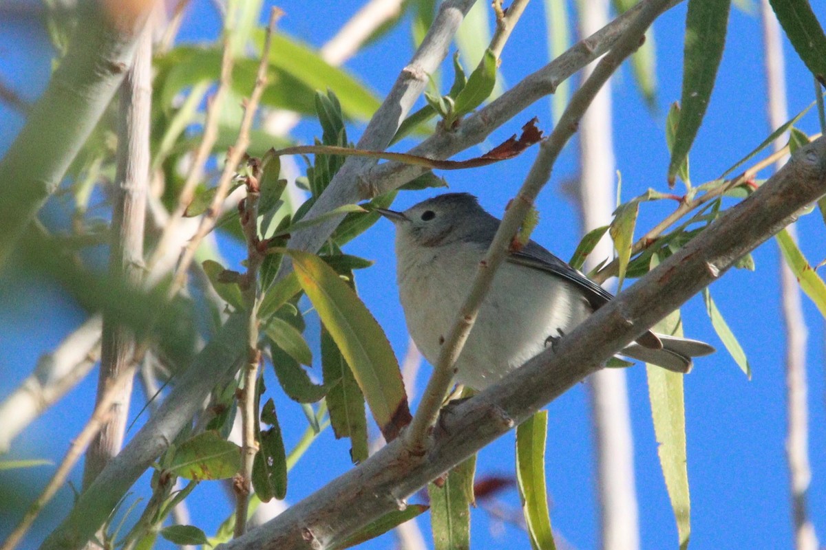 Lucy's Warbler - ML616998946