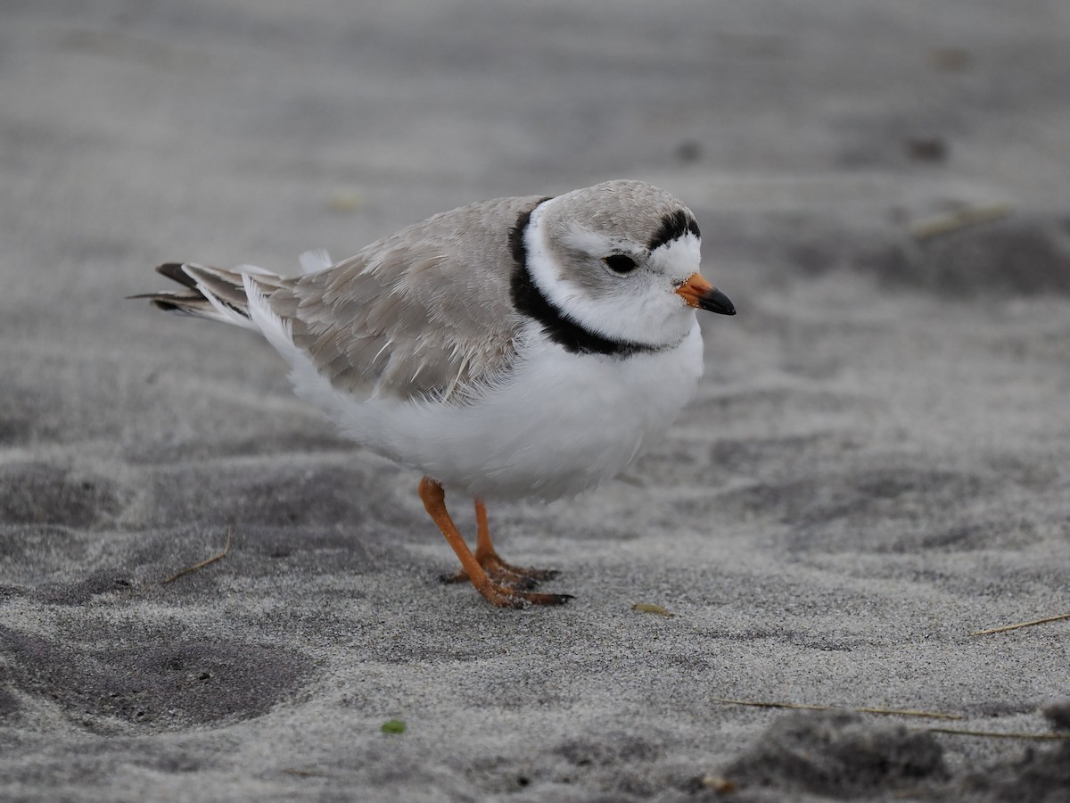Piping Plover - ML616998966
