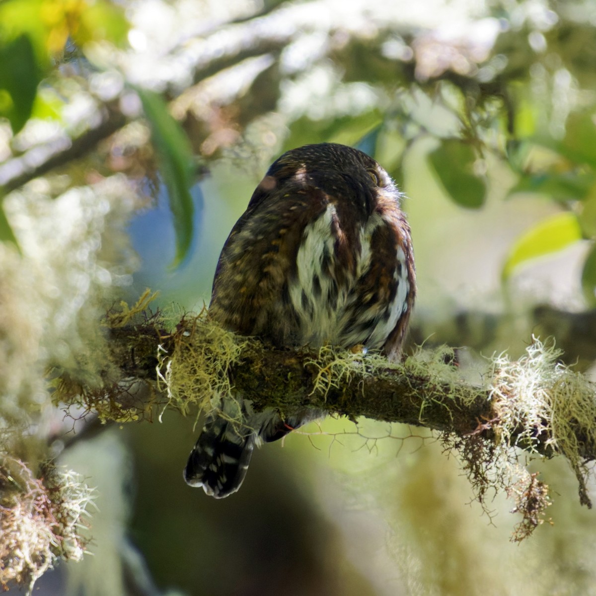 Costa Rican Pygmy-Owl - ML616999000