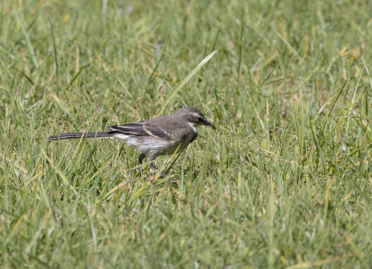 Cape Wagtail - ML616999011