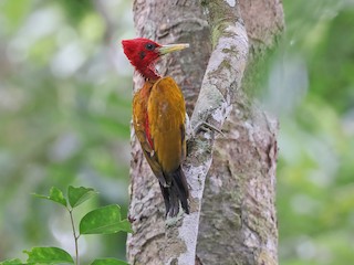  - Red-headed Flameback