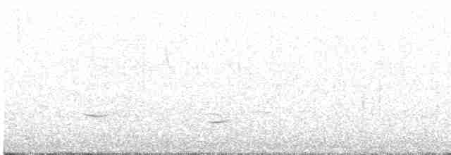 Weißflankenschnäpper - ML616999166