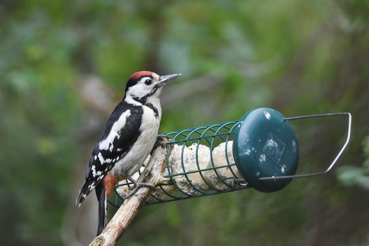 Great Spotted Woodpecker - ML616999506