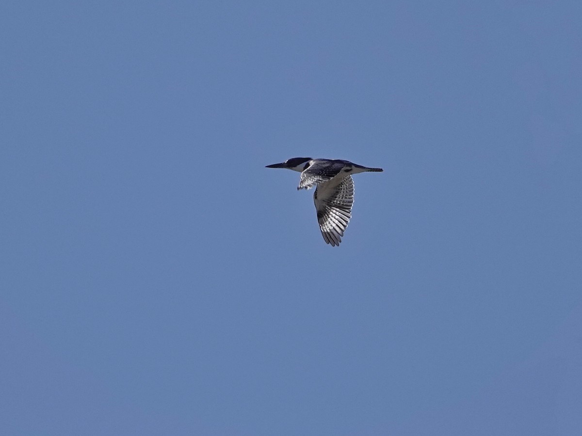 Belted Kingfisher - ML616999540