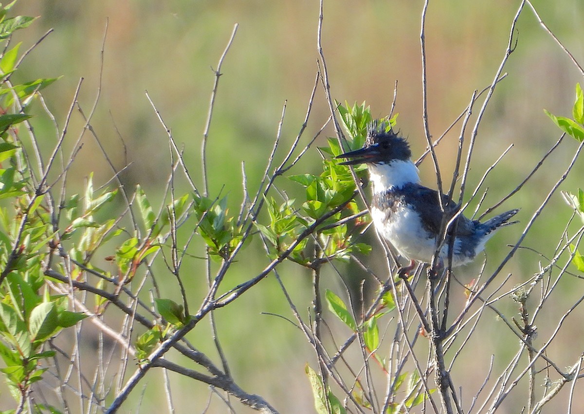 Belted Kingfisher - ML616999544