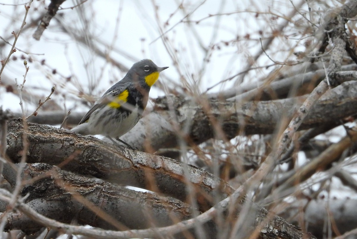 Yellow-rumped Warbler (Audubon's) - ML616999864