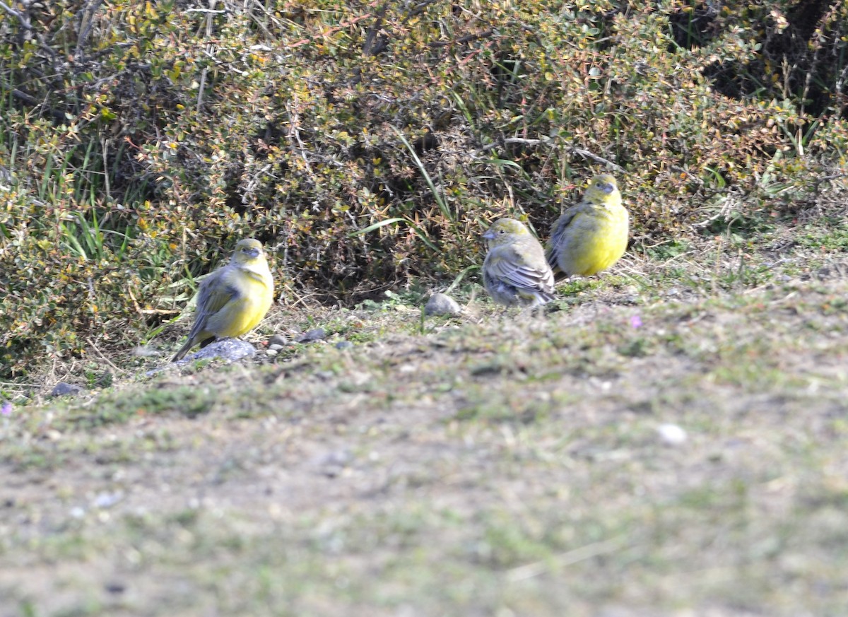 Patagonian Yellow-Finch - ML616999961