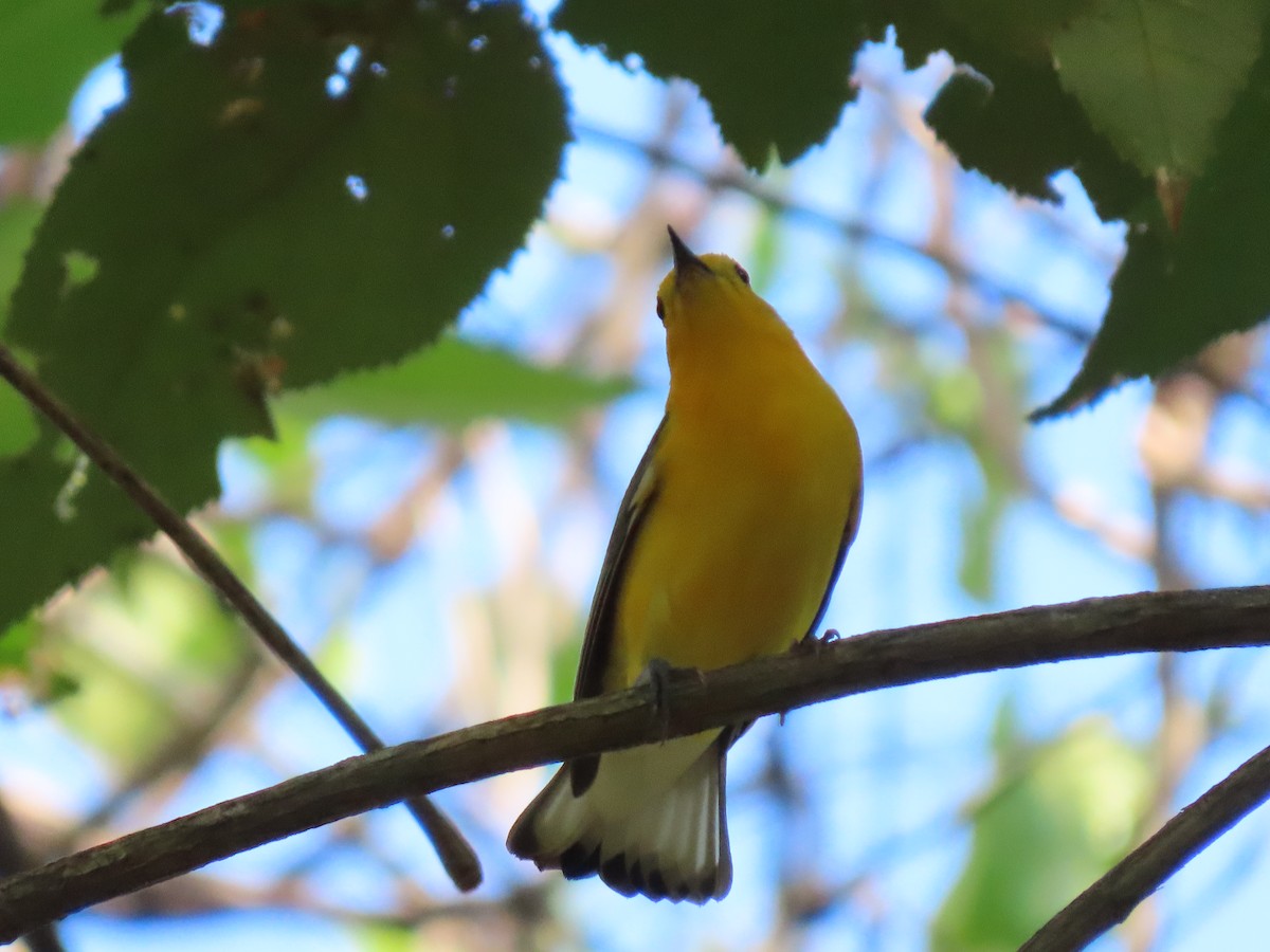 Prothonotary Warbler - ML617000012