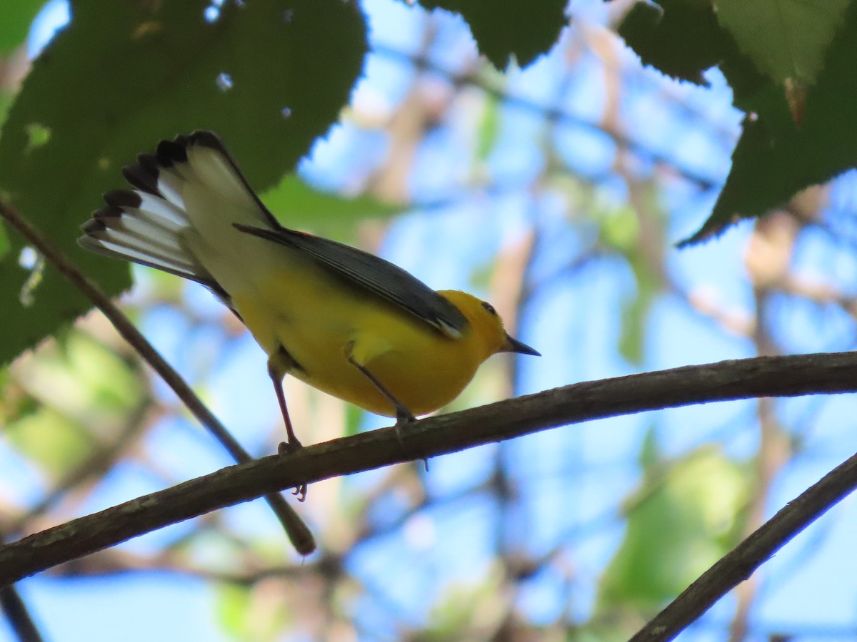 Prothonotary Warbler - ML617000013