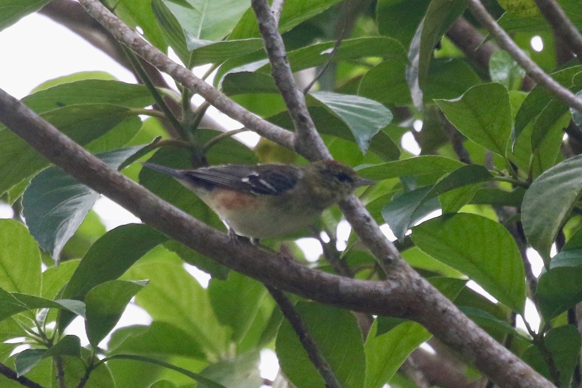 Bay-breasted Warbler - ML617000156