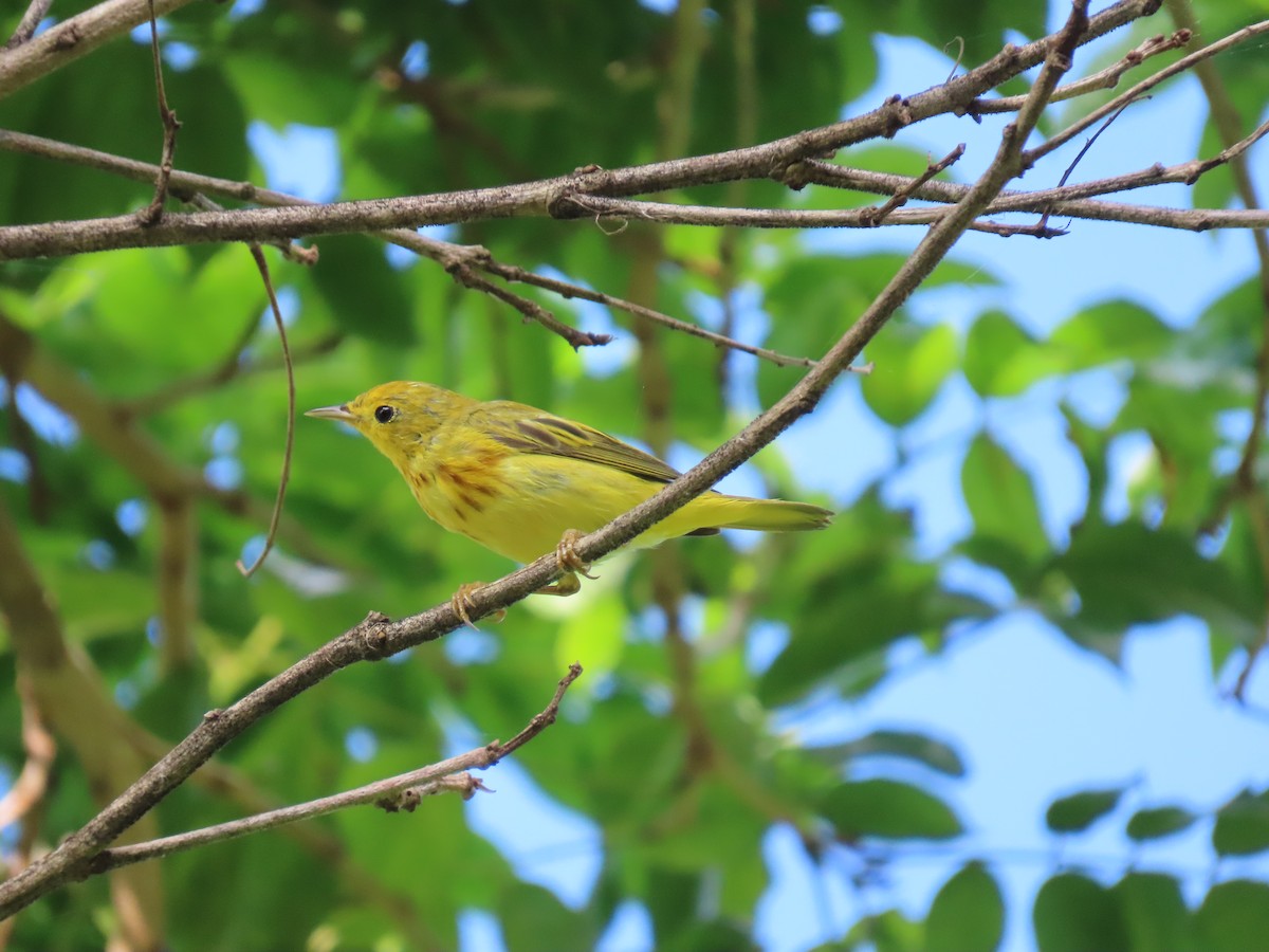 Yellow Warbler - Anuar Acosta