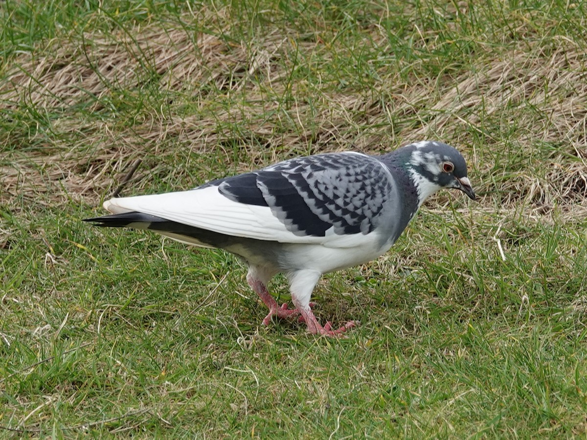 Rock Pigeon (Feral Pigeon) - ML617000343