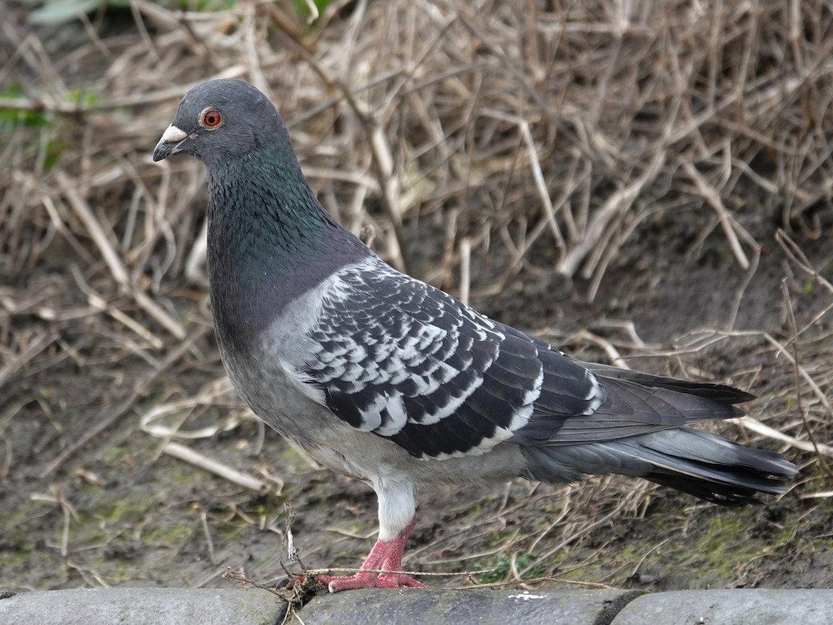 Rock Pigeon (Feral Pigeon) - ML617000345