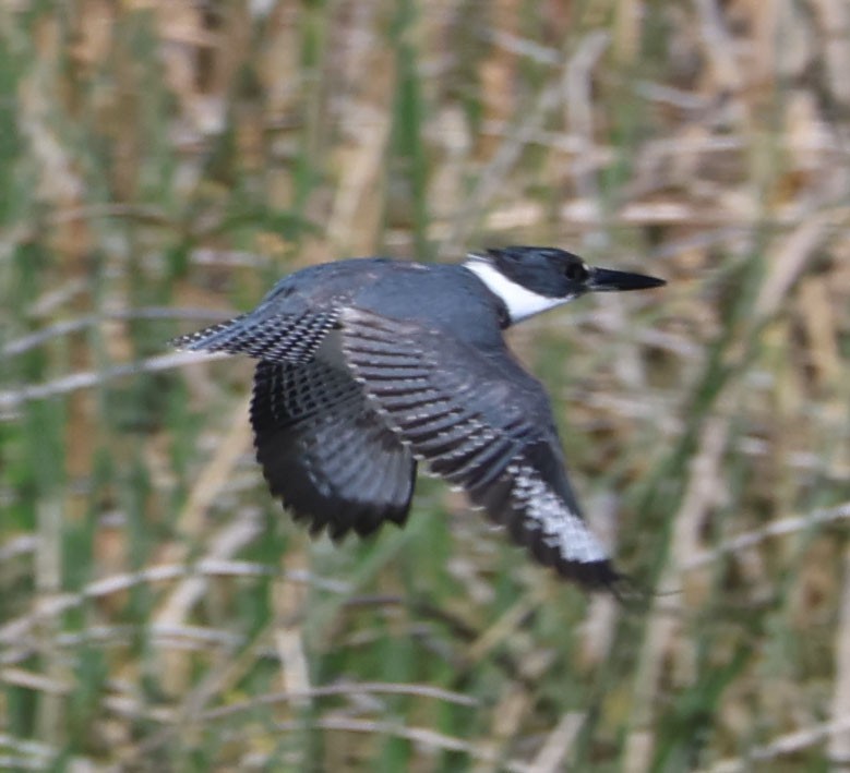 Belted Kingfisher - ML617000351