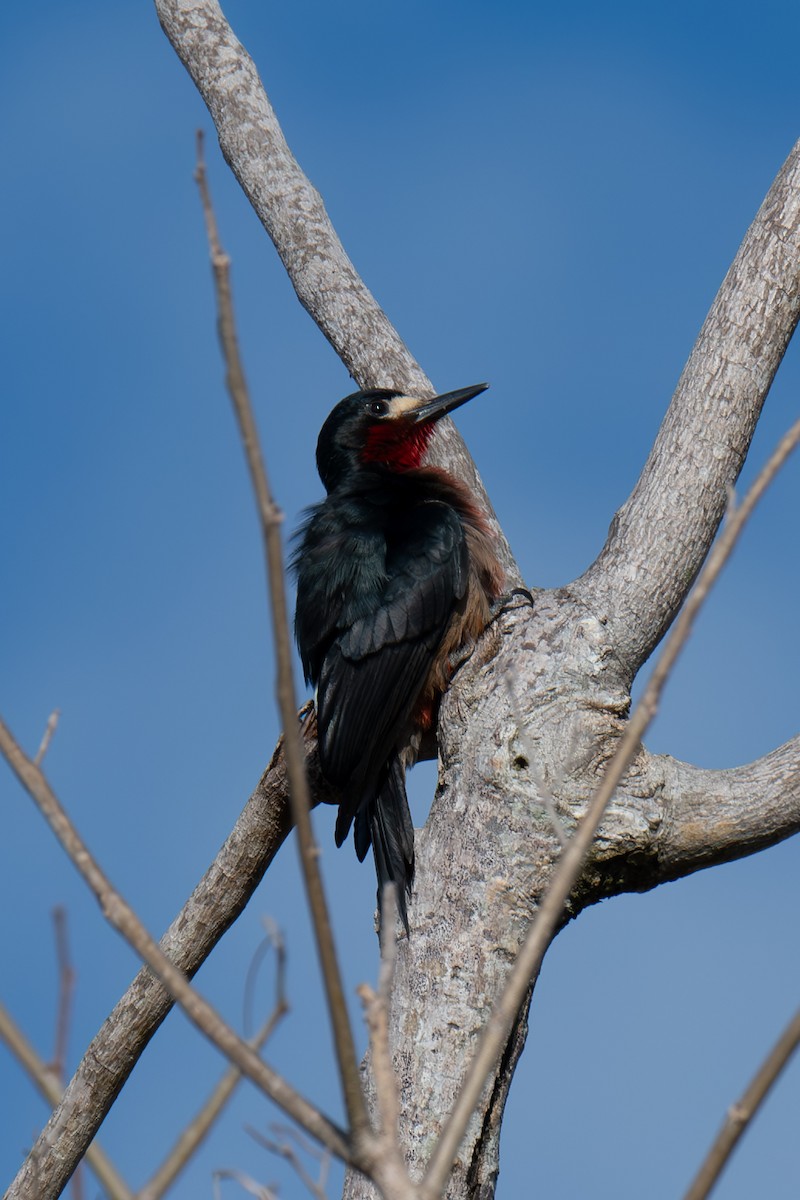 Puerto Rican Woodpecker - ML617000437