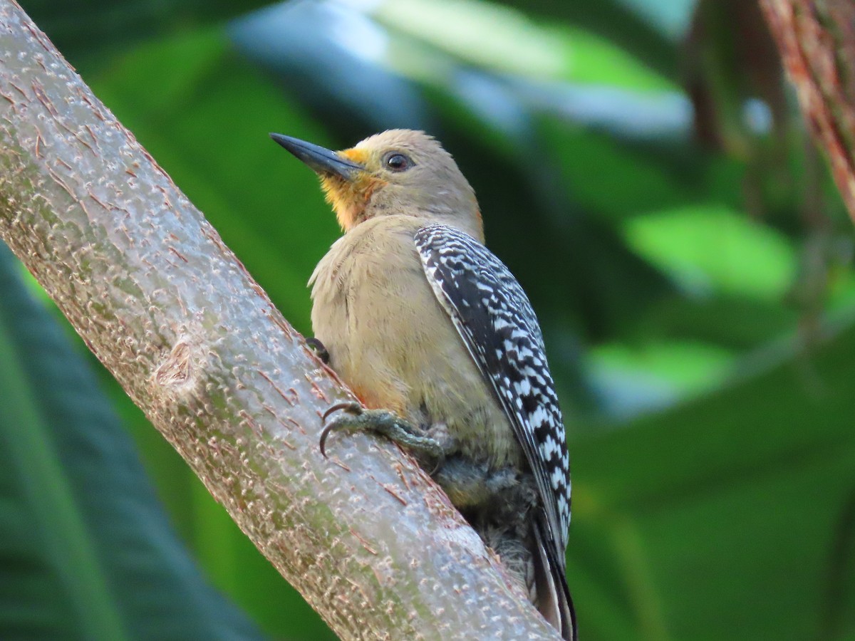 Yucatan Woodpecker - ML617000470