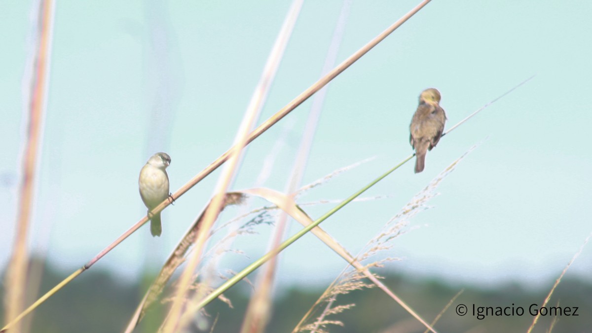 Pearly-bellied Seedeater - ML617000489
