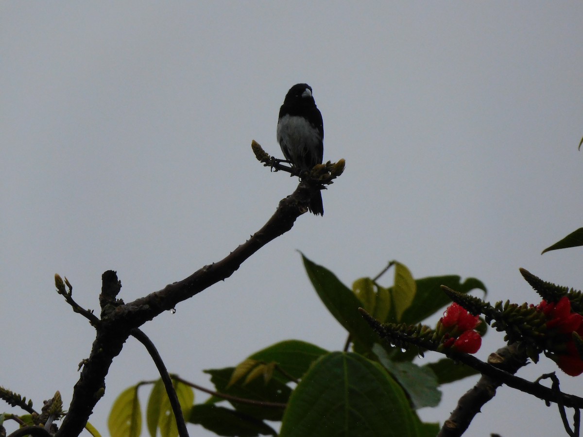 Black-and-white Seedeater - ML617000714
