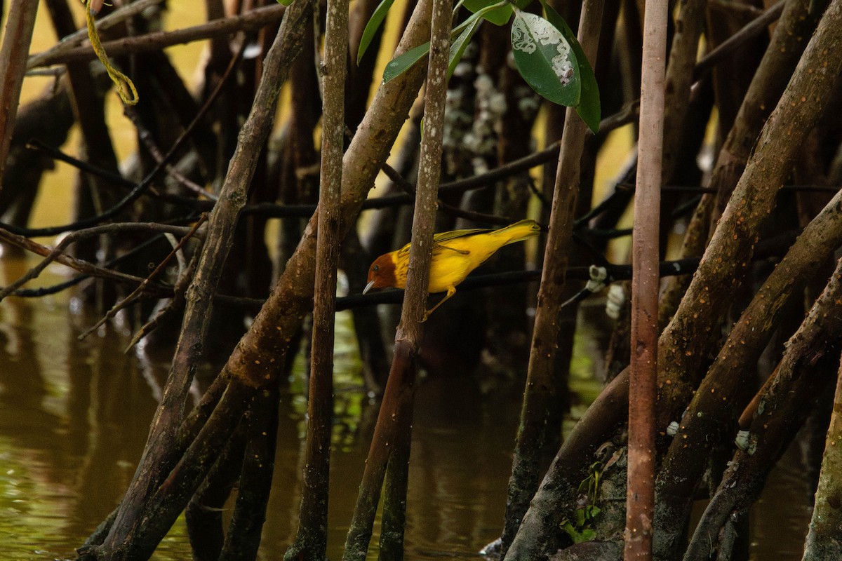 Yellow Warbler (Mangrove) - ML617000733