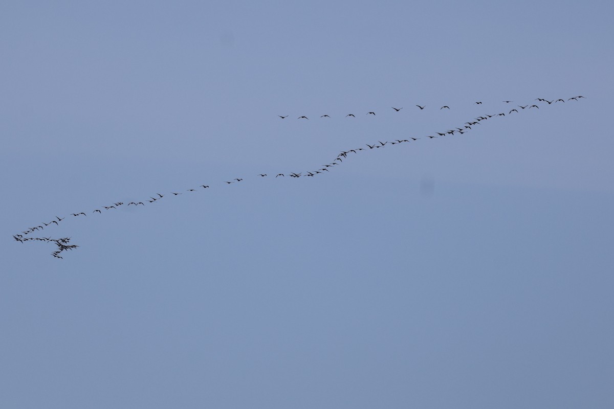 Cackling Goose (Aleutian) - ML617000755