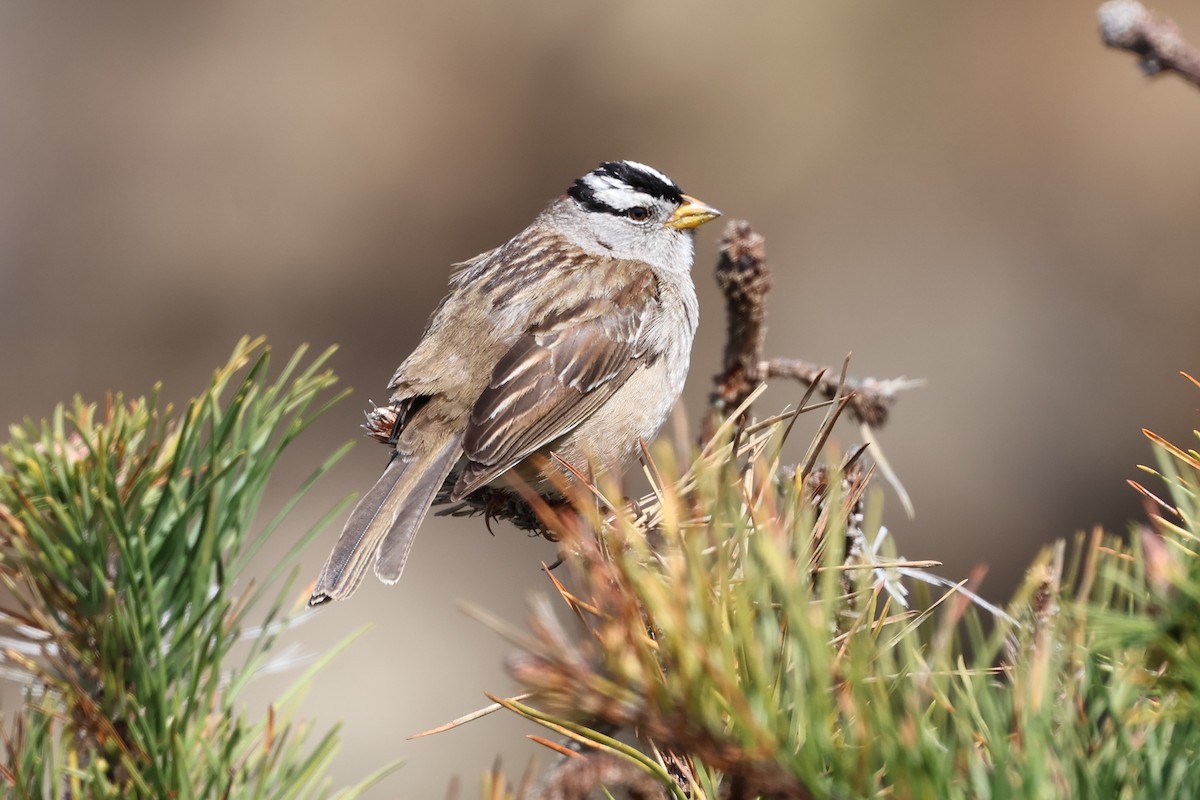 White-crowned Sparrow (nuttalli) - Peter Pyle