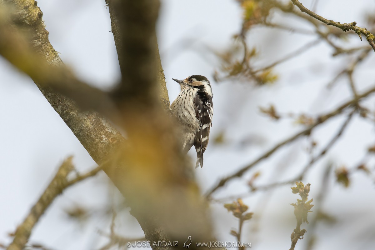 Lesser Spotted Woodpecker - ML617000855