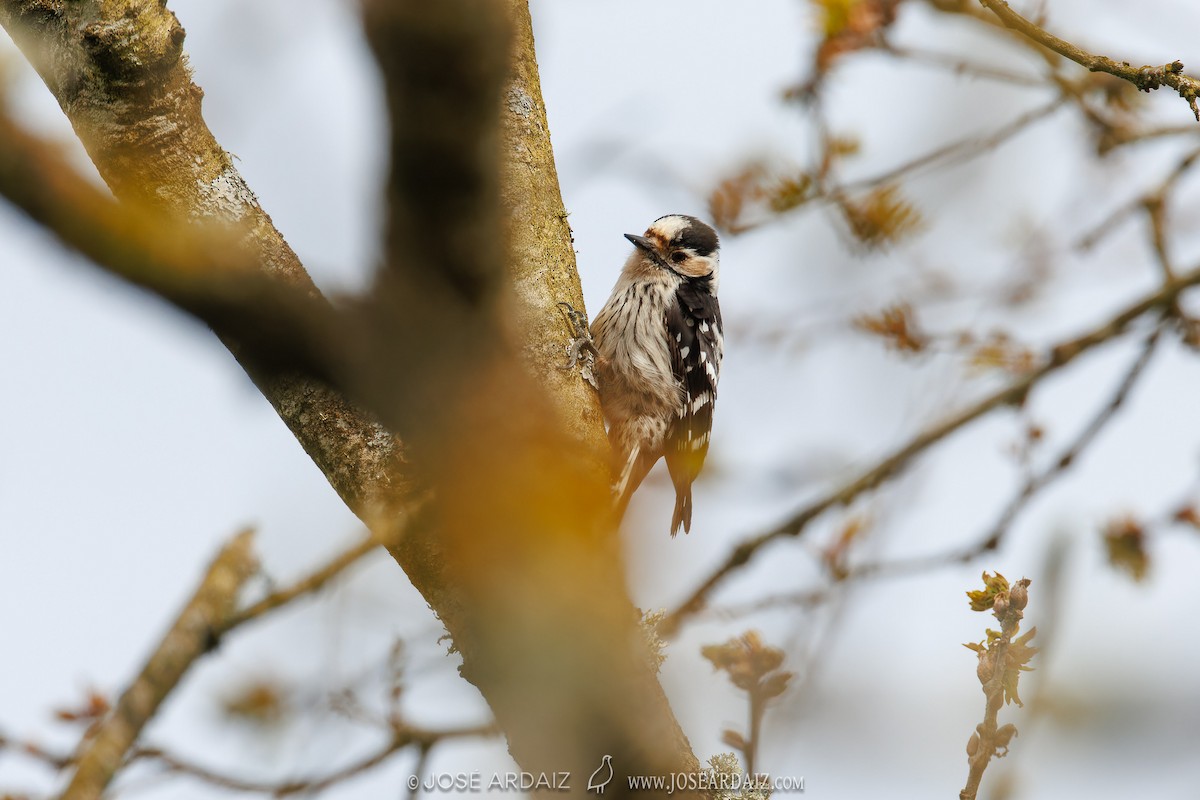 Lesser Spotted Woodpecker - ML617000856