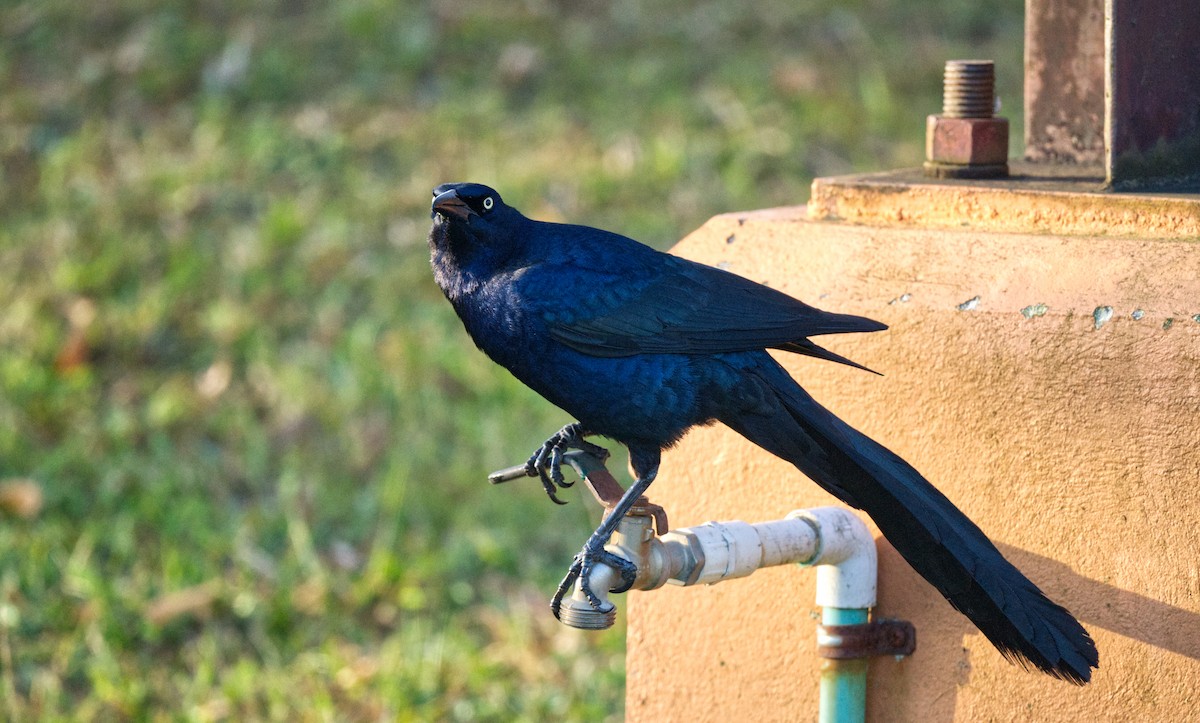 Great-tailed Grackle - ML617000921