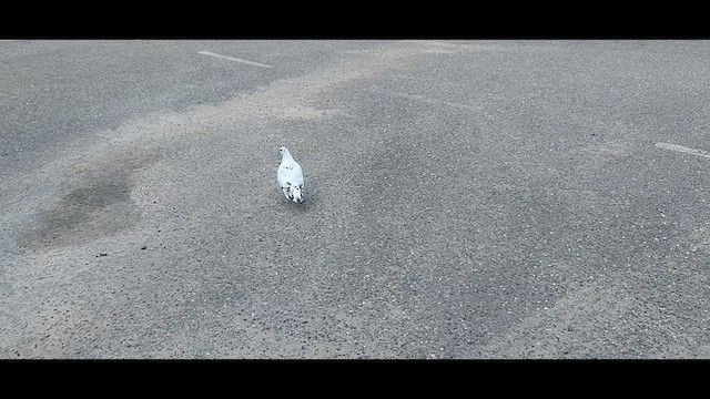Pigeon biset (forme domestique) - ML617000924