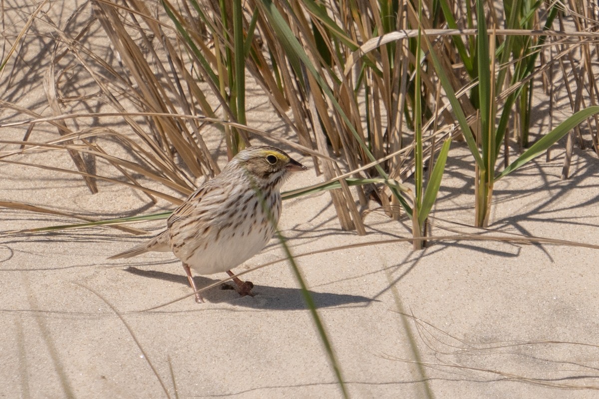 Savannah Sparrow (Ipswich) - ML617000931