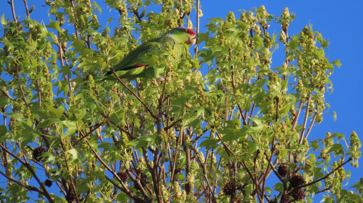 Lilac-crowned Parrot - ML617000942