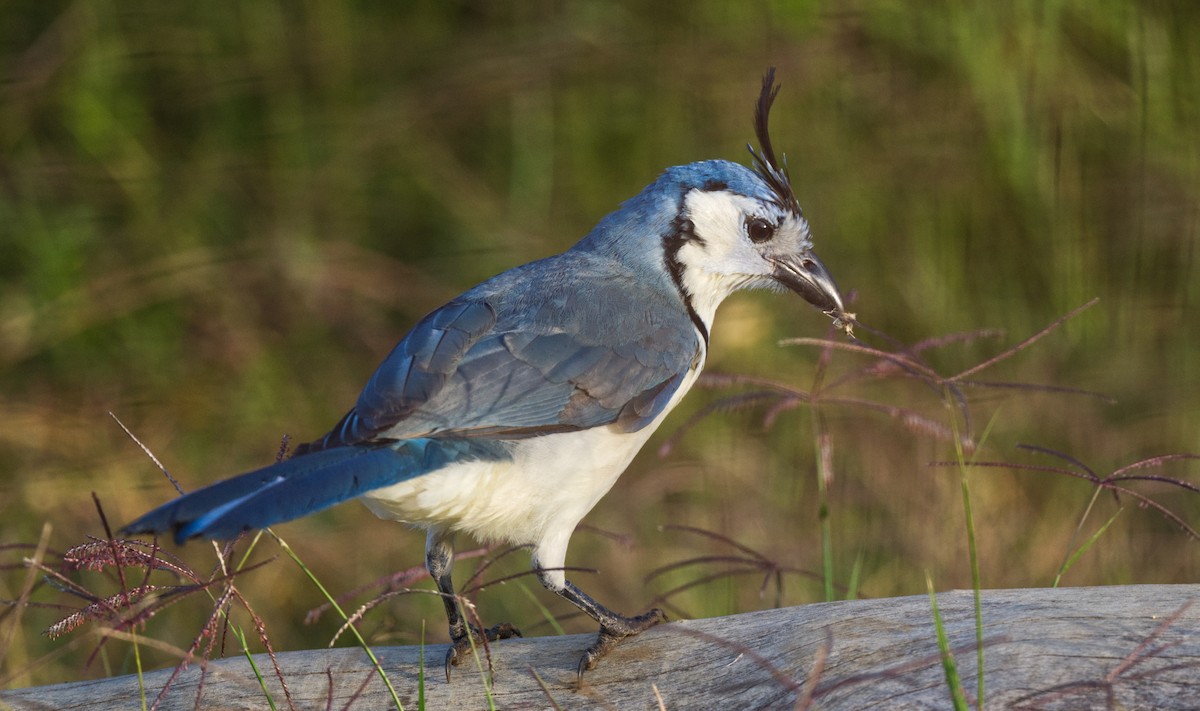 White-throated Magpie-Jay - ML617000967