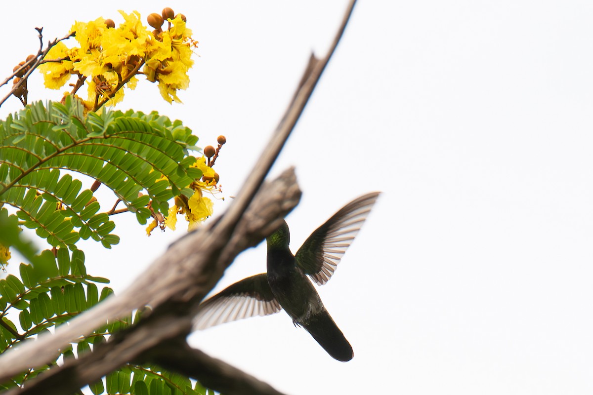 kolibřík tmavoprsý - ML617000977