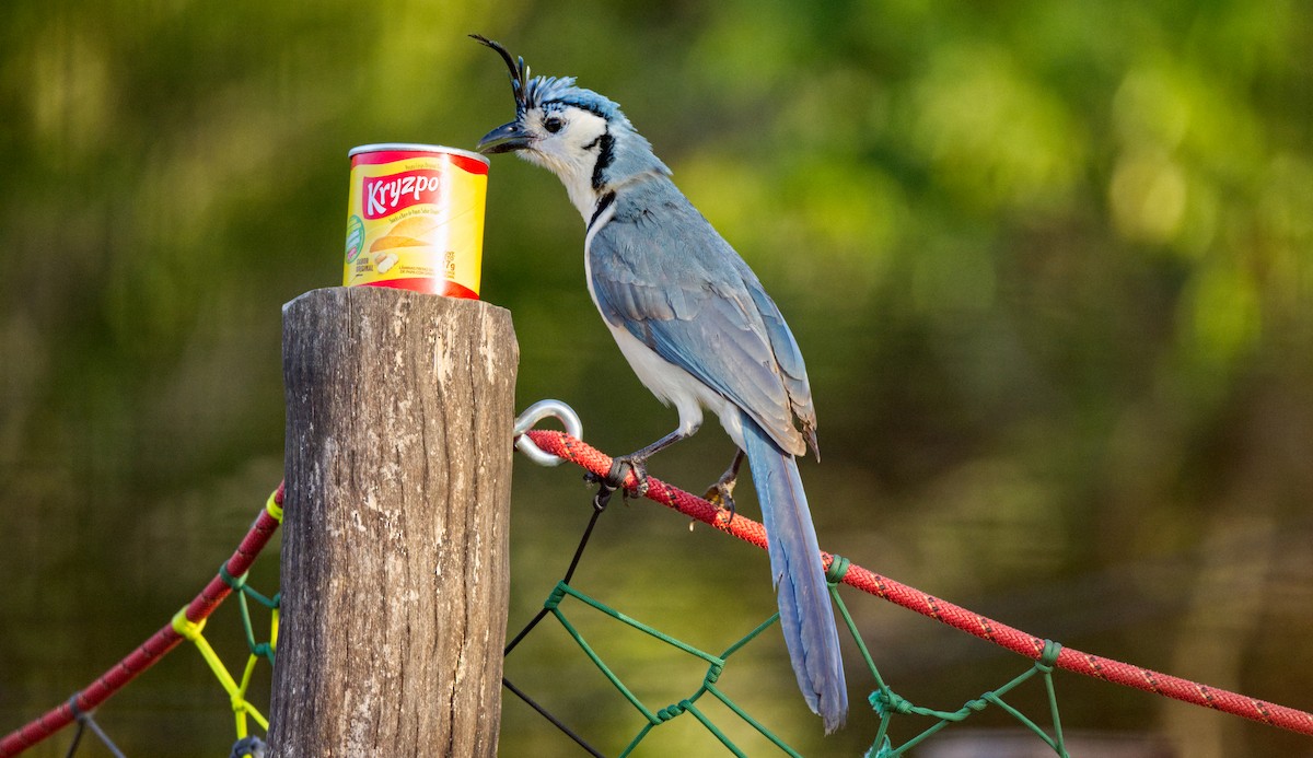 White-throated Magpie-Jay - ML617000989