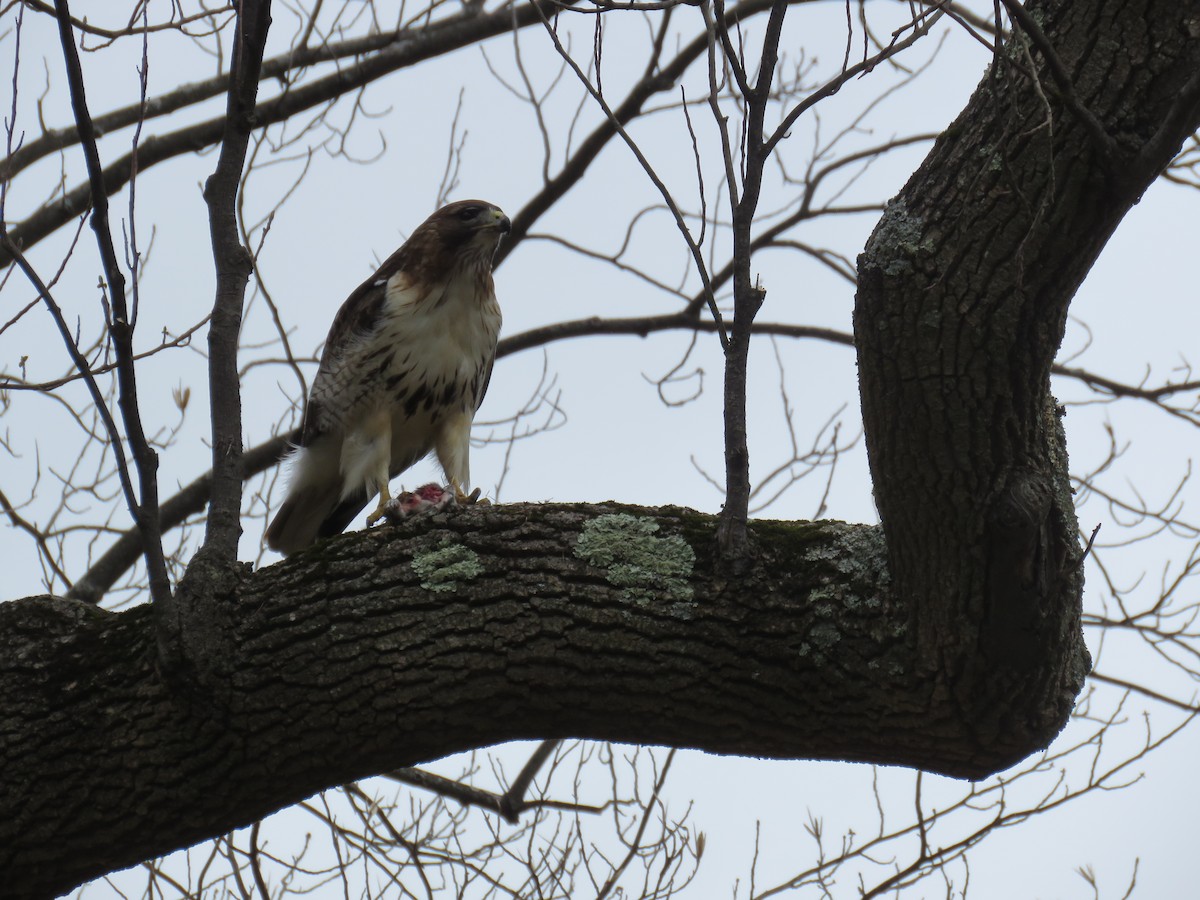 Red-tailed Hawk - ML617001001