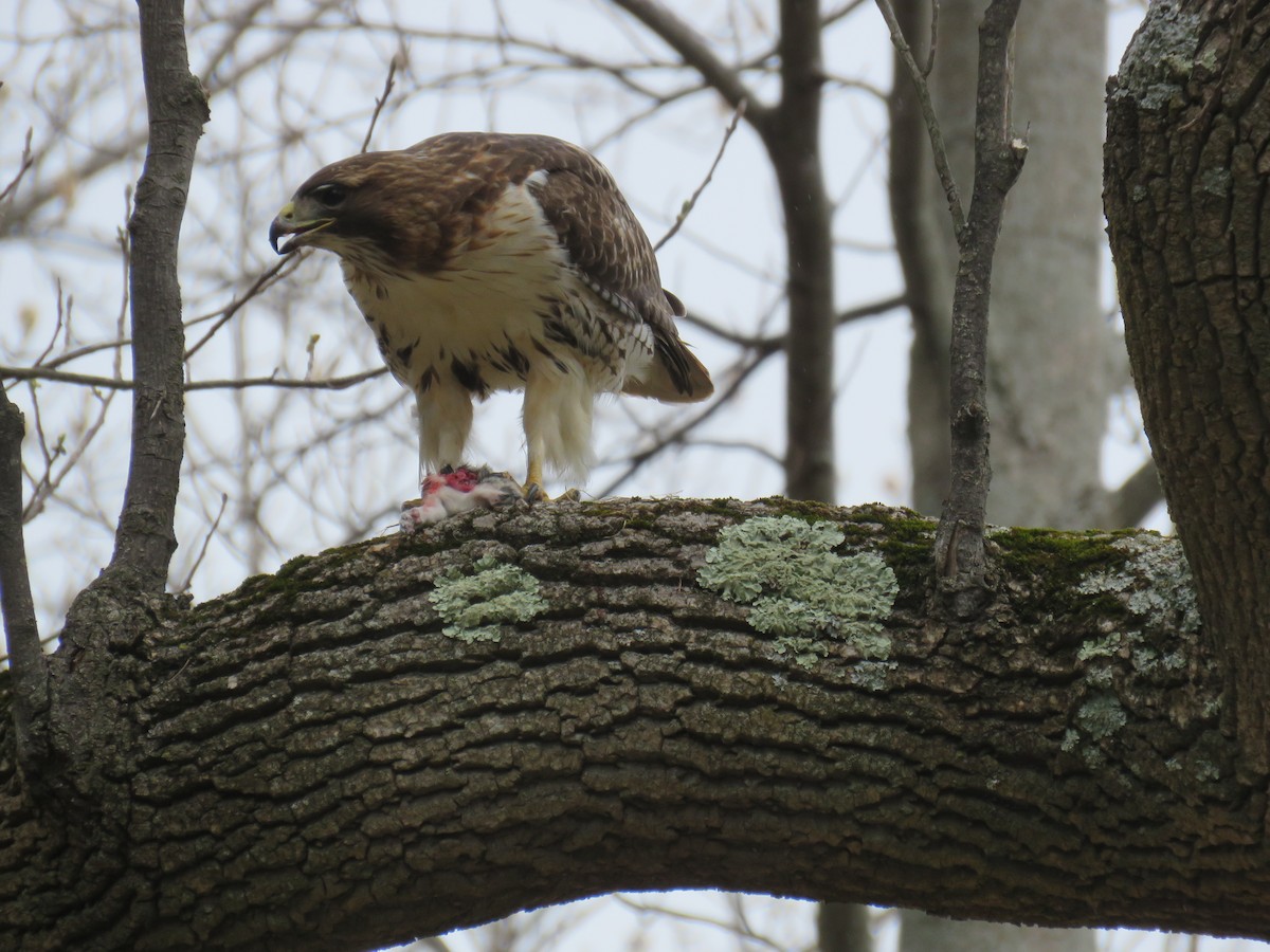 Red-tailed Hawk - ML617001003