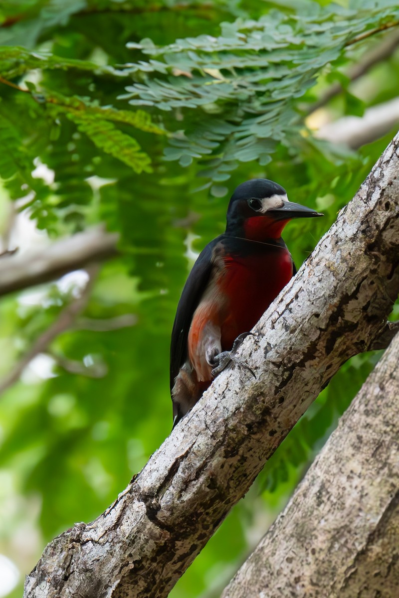 Puerto Rican Woodpecker - ML617001006