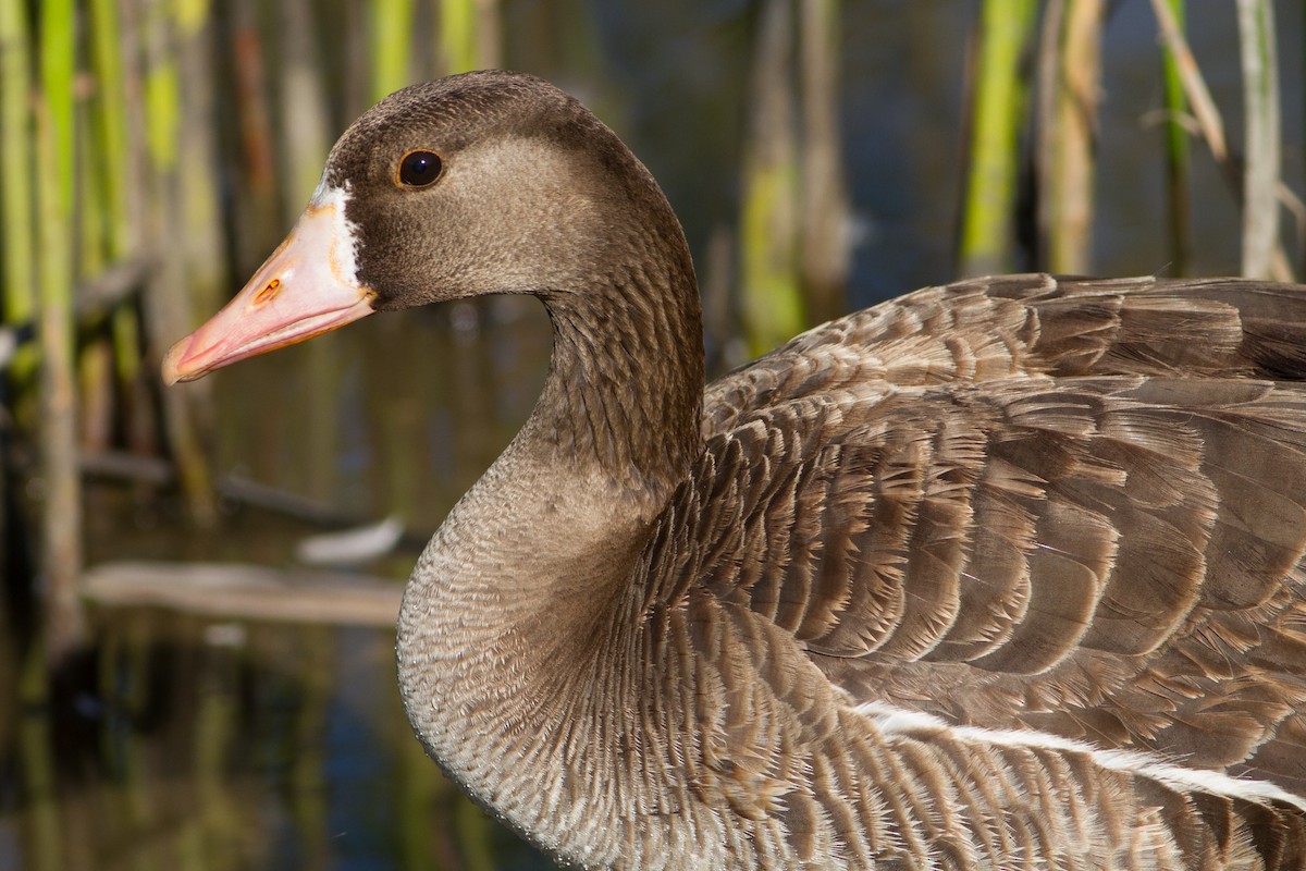 Greater White-fronted Goose - ML61700101