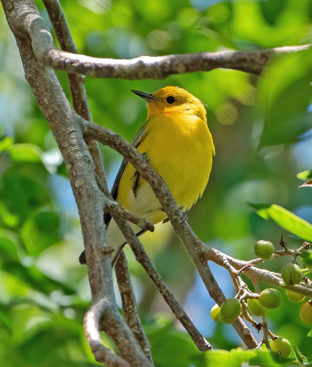 Prothonotary Warbler - ML617001174