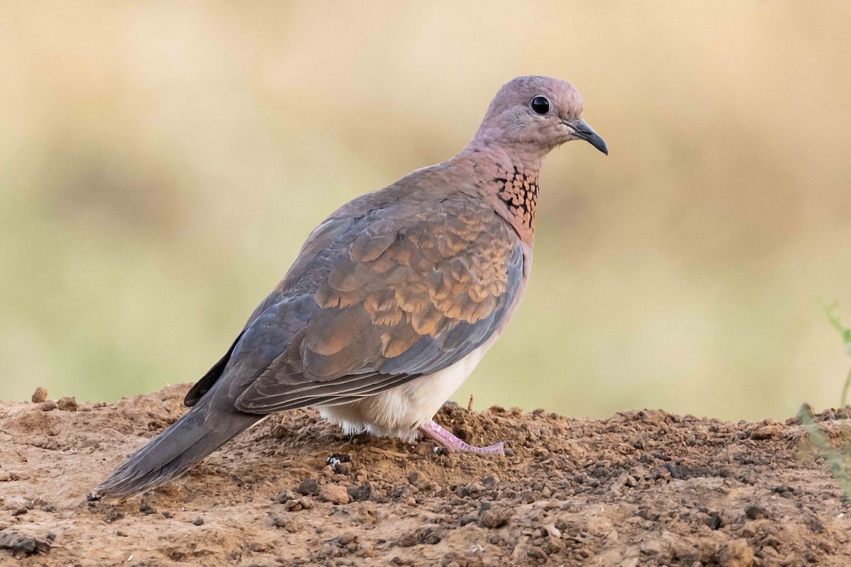 Laughing Dove - ML617001287