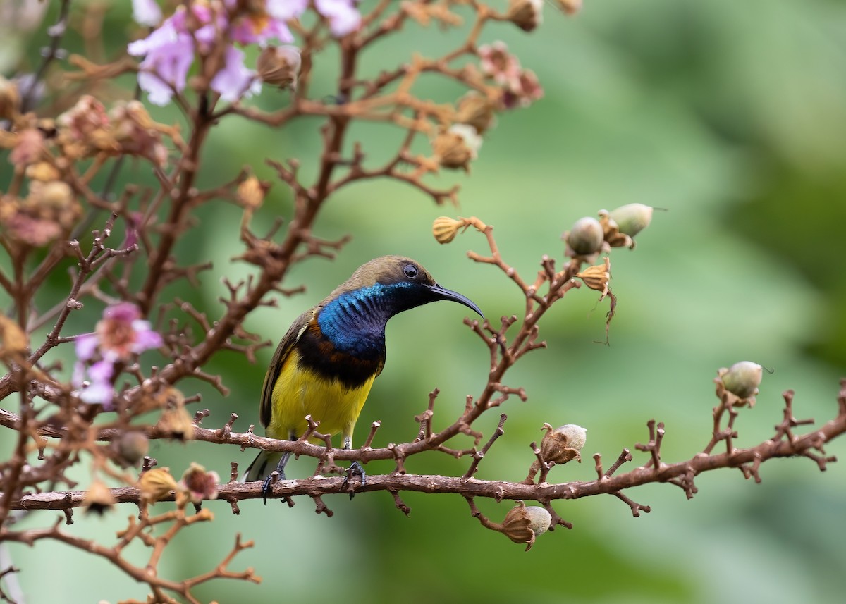 Ornate Sunbird - Sayam U. Chowdhury