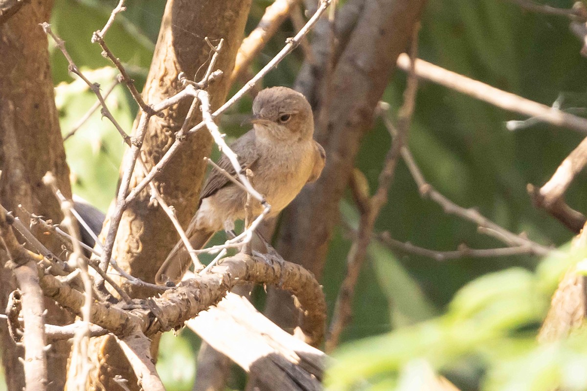 Brown-tailed Chat - ML617001339