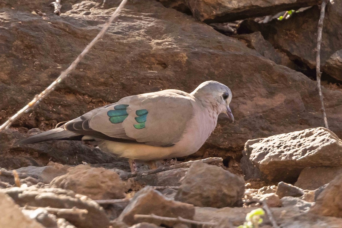 Emerald-spotted Wood-Dove - Linda Rudolph